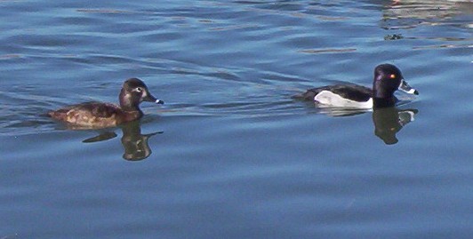 Specialty scenery pair of ringneck ducks.jpg