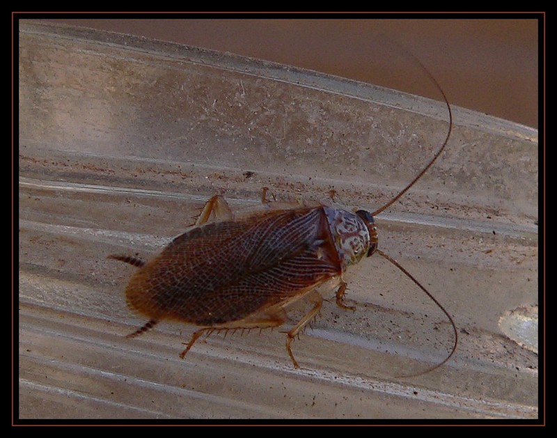 cockroach 107a.jpg