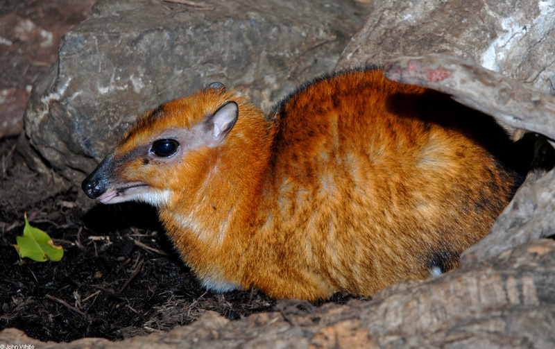 Larger Malay Chevrotain (Mouse Deer) (Tragulus napu)001.JPG