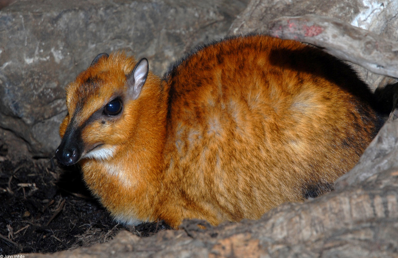 Larger Malay Chevrotain (Mouse Deer) (Tragulus napu)002.JPG