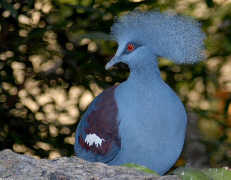 Western Crowned-Pigeon (Goura cristata)001.JPG