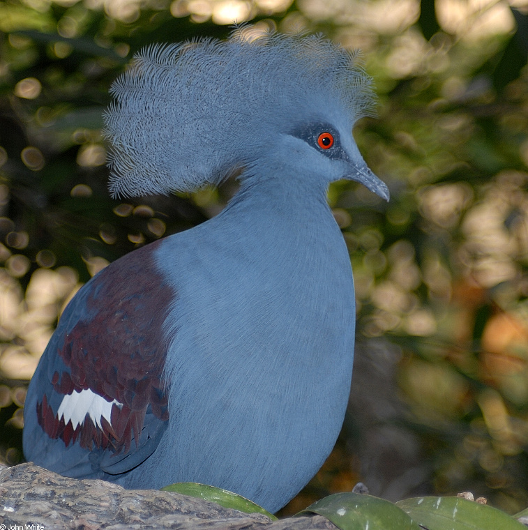 Western Crowned-Pigeon (Goura cristata)002.JPG