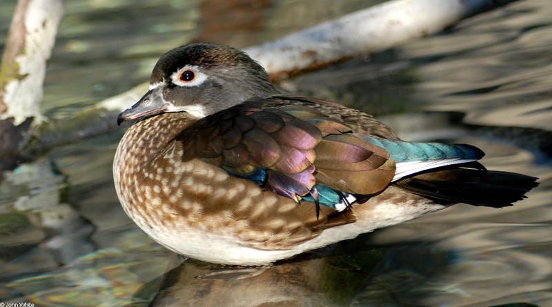 Wood Duck (Aix sponsa) female001.JPG
