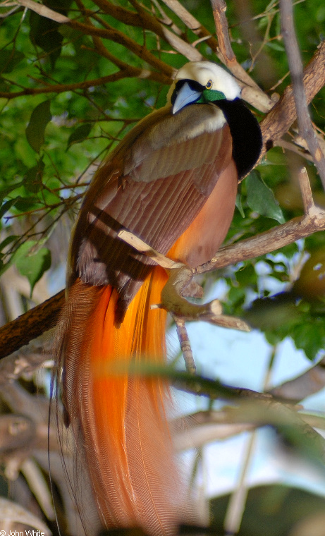 Raggiana Bird-of-Paradise (Paradsaea raggiana).JPG