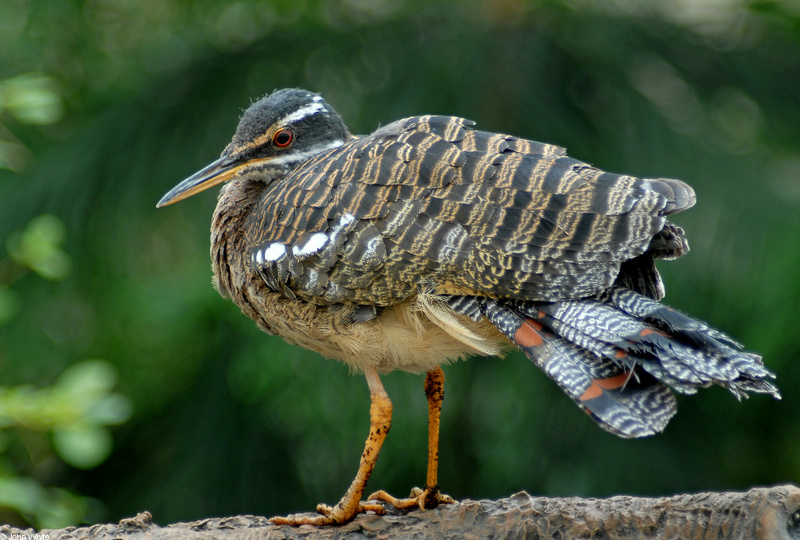 Sunbittern (Eurypyga helias).JPG