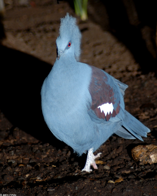 Western Crowned-Pigeon (Goura cristata)100.JPG
