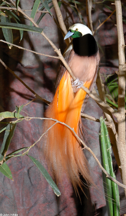 Raggiana Bird-of-Paradise (Paradsaea raggiana)102.JPG