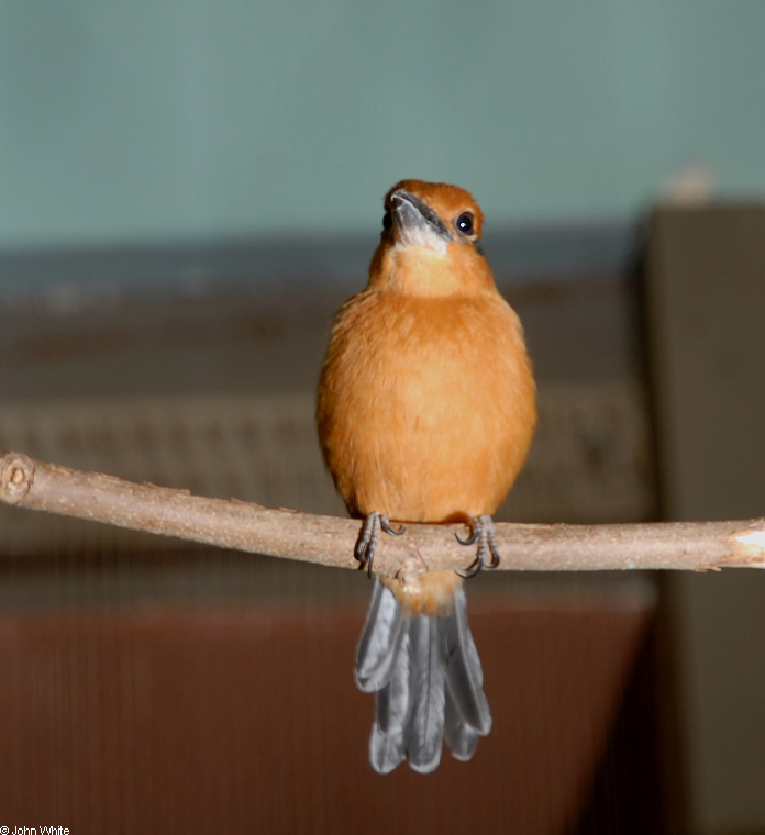 Male - Micronesian Kingfisher (Todirhamphus cinnamominus).JPG