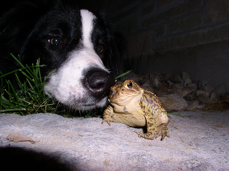katie & toad.jpg