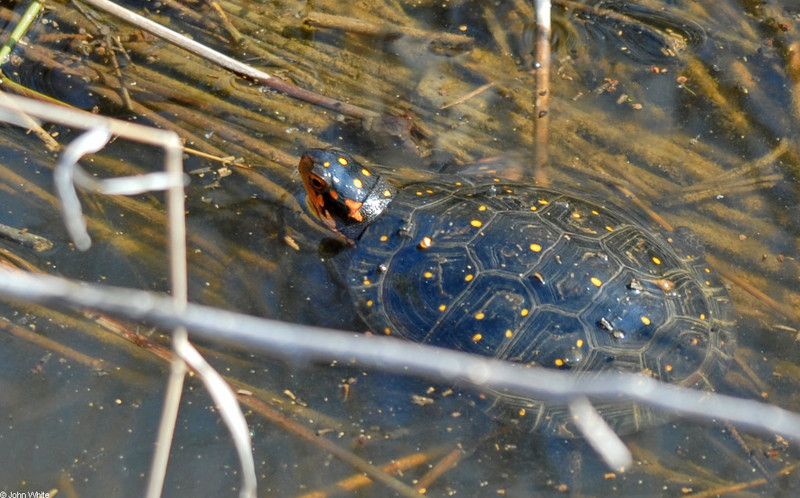 Spotted Turtle (Clemmys guttata)001.JPG
