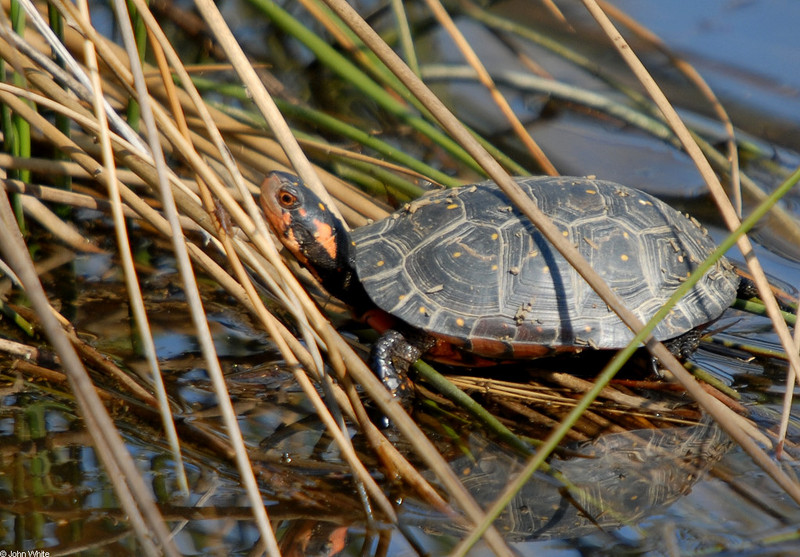 Spotted Turtle (Clemmys guttata)002.JPG