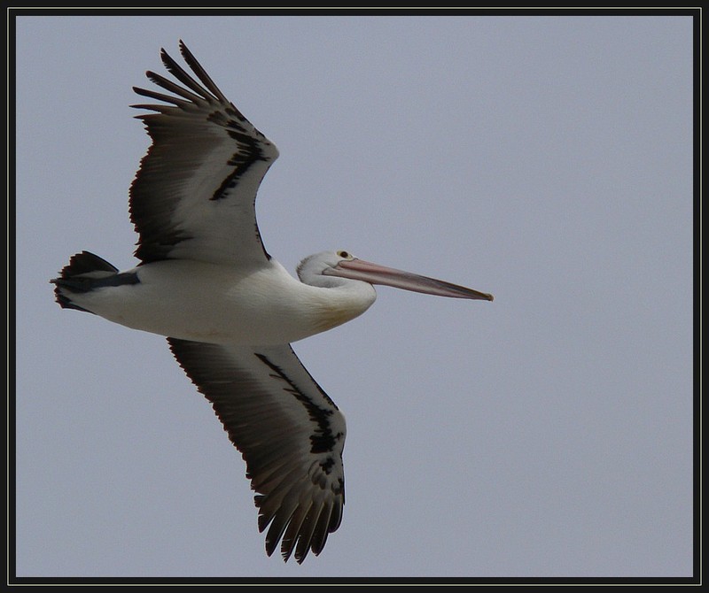 pelican 307a.jpg