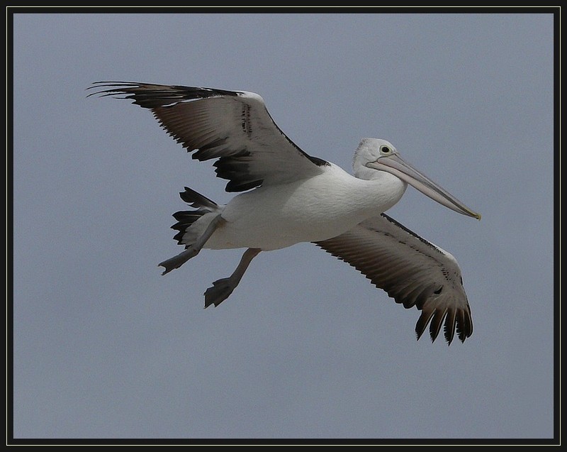 pelican 307b.jpg