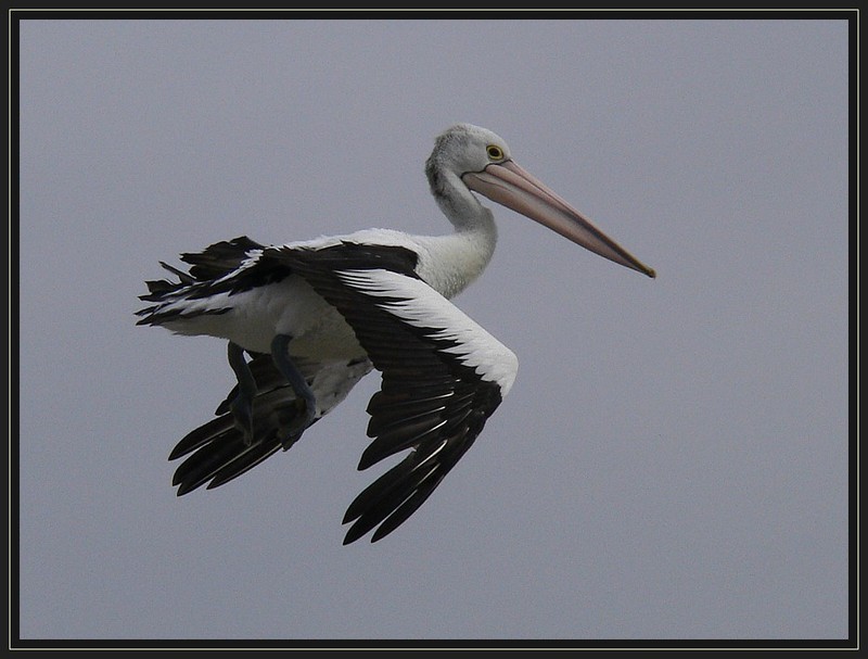 pelican 307c.jpg