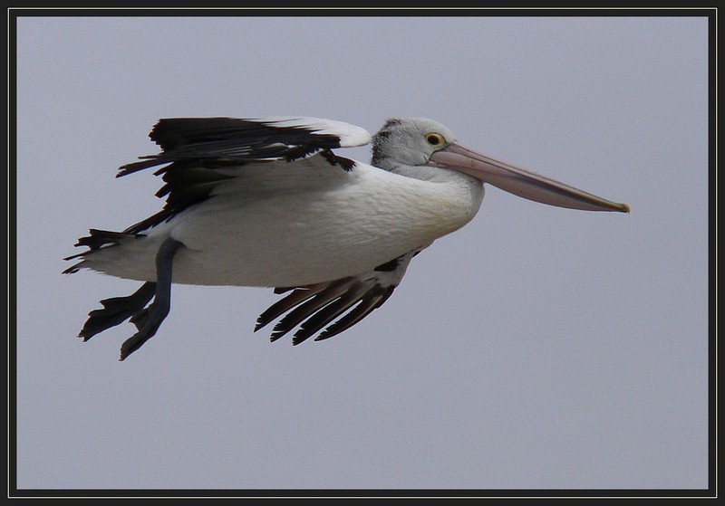 pelican 307d.jpg