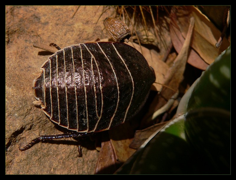 cockroach 407b.jpg