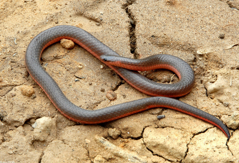 Eastern Worm Snake (Carphophis amoenus amoenus)009.jpg