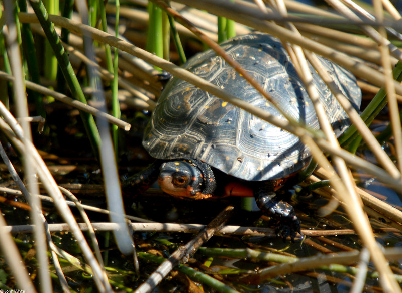 Spotted Turtle (Clemmys guttata)101.JPG