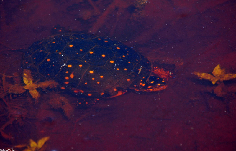 Spotted Turtle (Clemmys guttata)102.JPG
