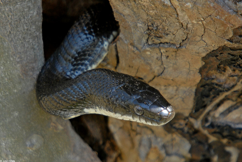 blackrat snake.JPG