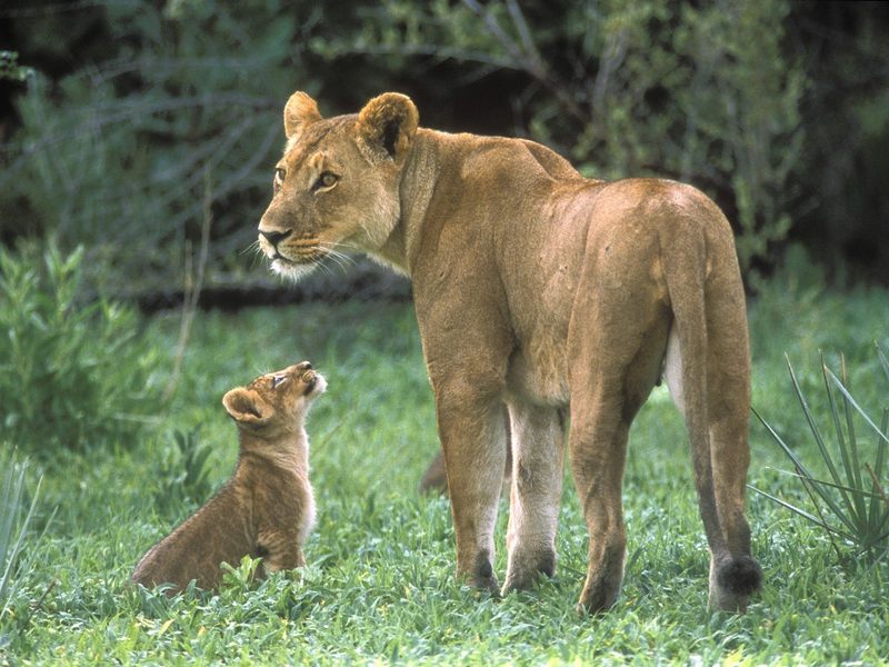 African Lion Mother with Cub Moremi Game Reserve Okavango Delta Botswana.jpg