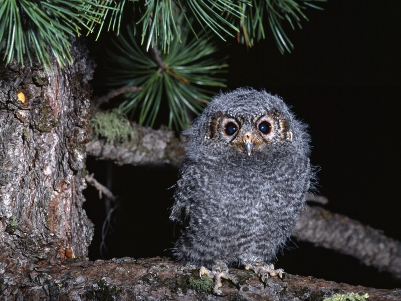 Baby Owl.jpg