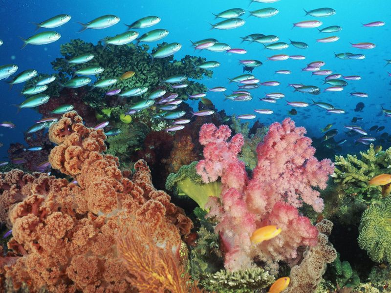 Coral Landscape With Soft Corals and Fish Fiji.jpg
