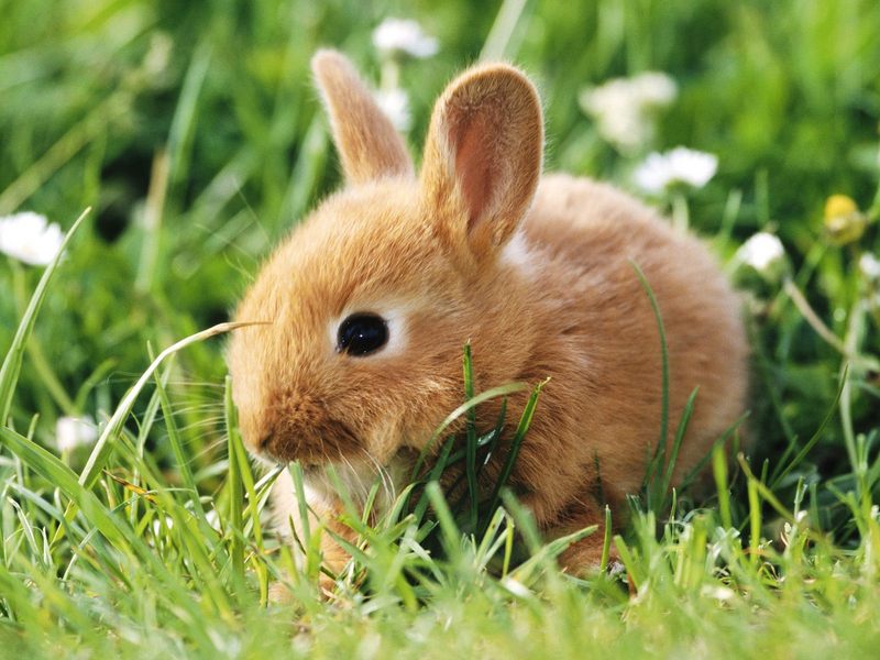 Dwarf Rabbit.jpg