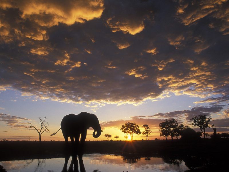 Elephant Silhouetted at Sunset Chobe National Park Botswana.jpg