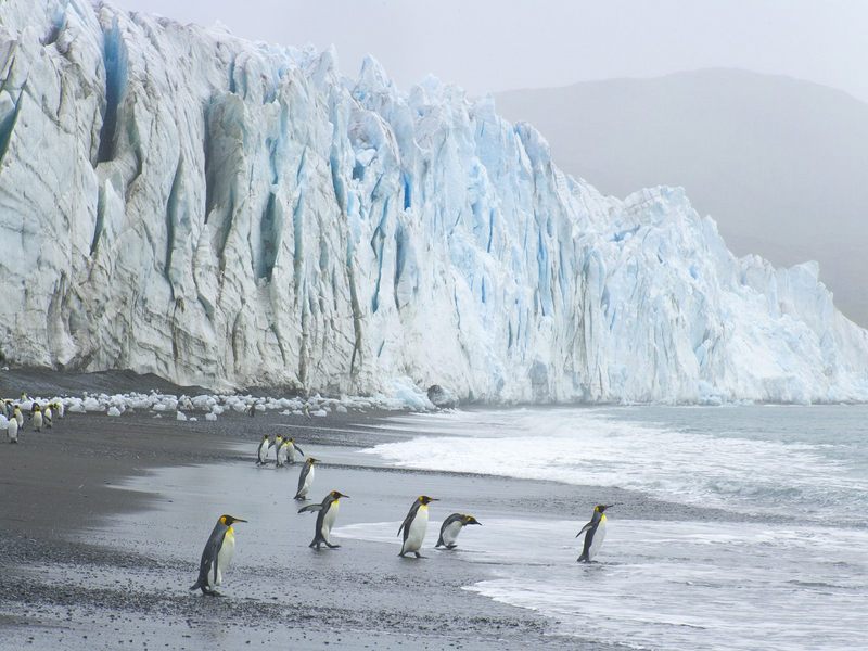 King Penguins at the Foot of Fortuna Glacier Cumberland Sound South Georgia Island.jpg