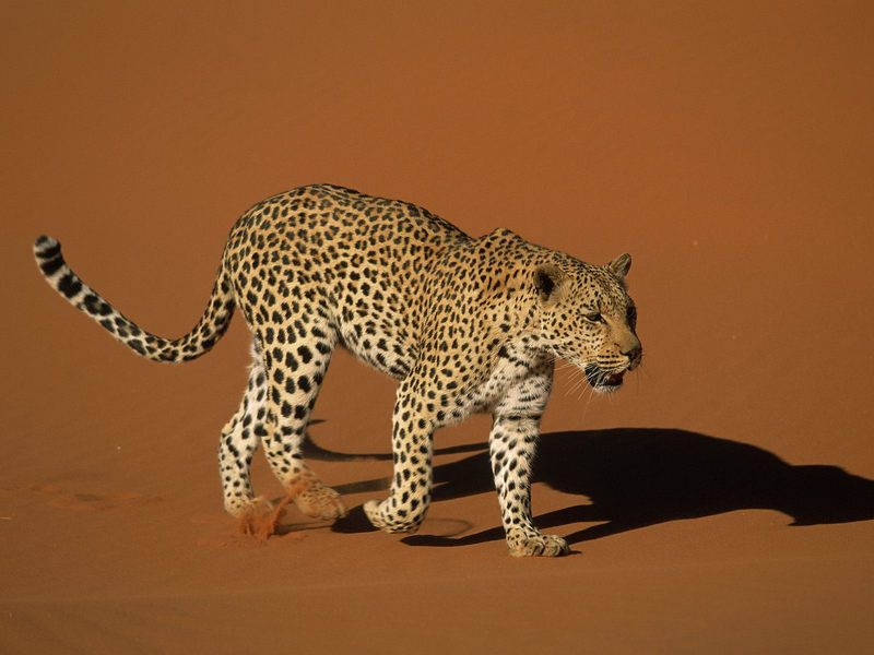 Leopard Walking Over Sand Naukluft National Park Namibia.jpg