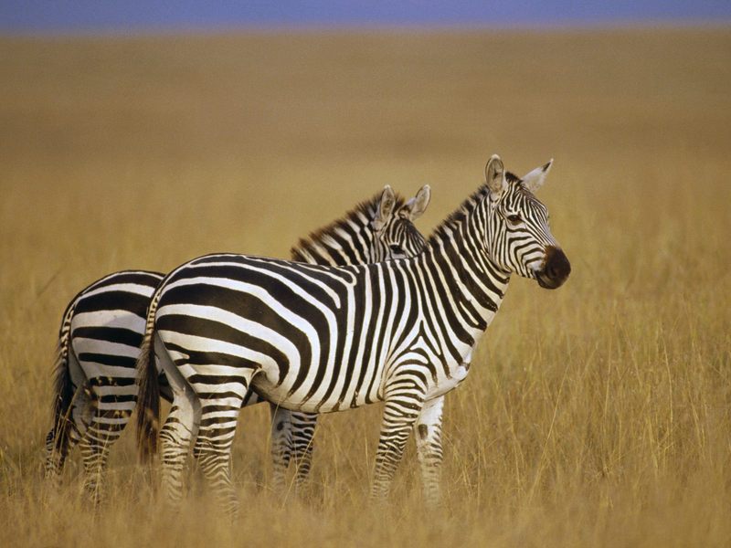 Pair of Burchell\'s Zebra on the Savannah Masai Mara Reserve Kenya.jpg