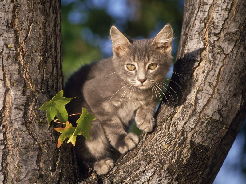 Perched Gray Domestic Shorthair.jpg