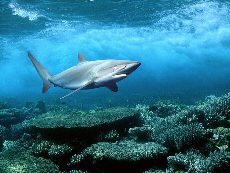 Silky Shark Red Sea Egypt.jpg