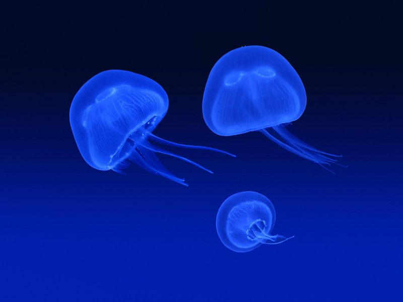 Floating Jellyfish.jpg