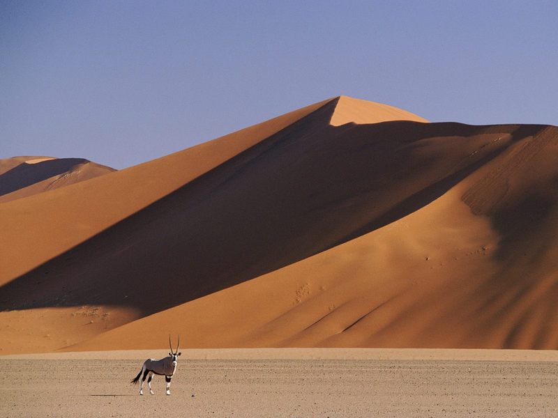 Gemsbok and Sand Dunes SossusVlei Namibia.jpg