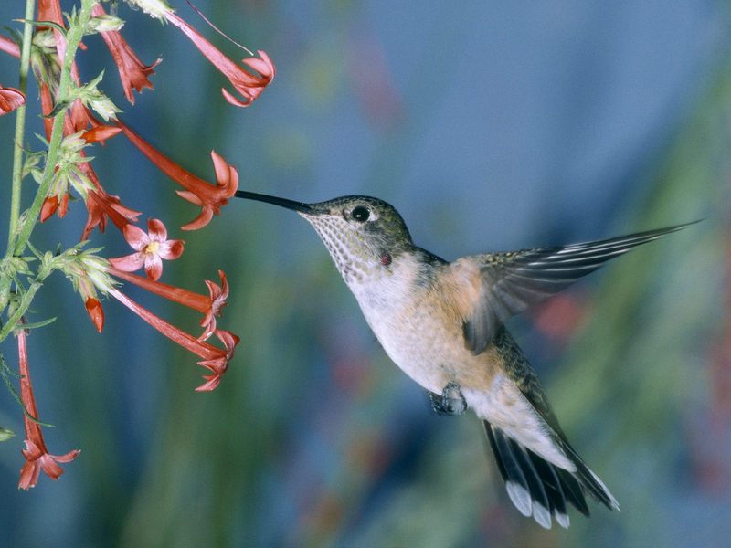Hummingbird Feeding in Flight.jpg