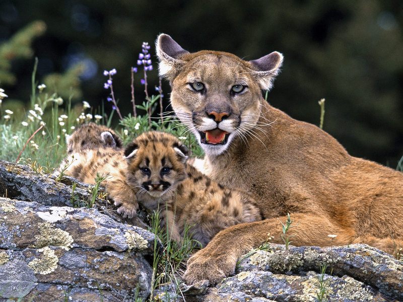 Mountain Lion With Cub.jpg