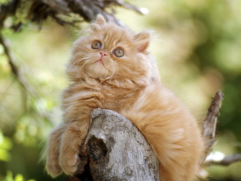 Orange Persian Kitten.jpg