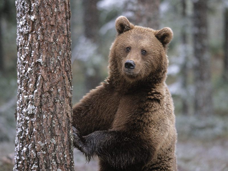 Portrait of a Brown Bear Finland.jpg
