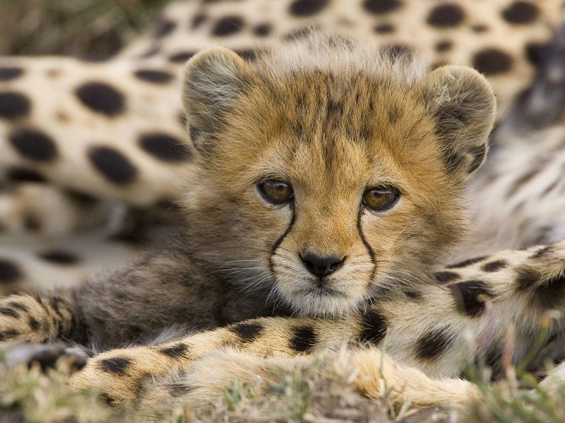Portrait of a Cheetah Cub Masai Mara Reserve Kenya.jpg