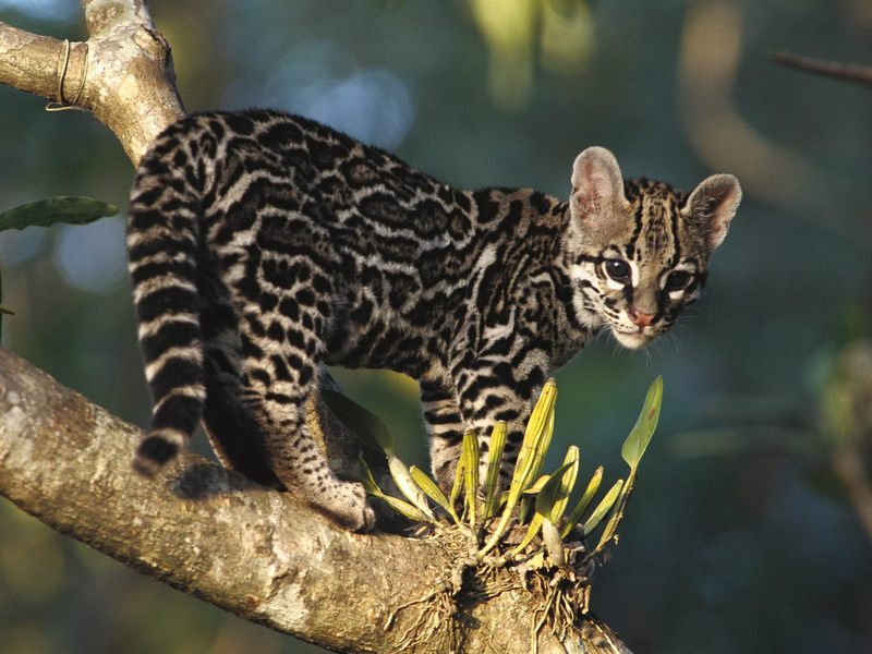 Portrait of a Wild Margay Kitten Costa Rica.jpg