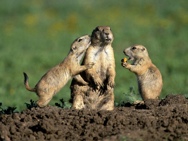 Prairie Dog Family.jpg