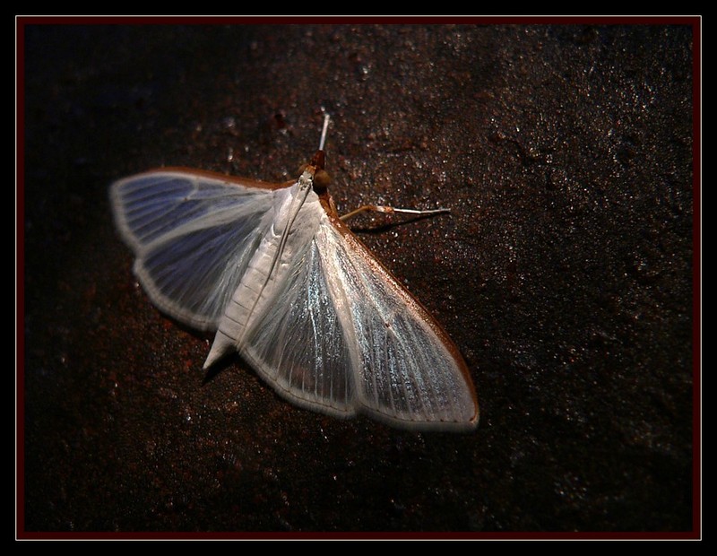 moth 407a.jpg