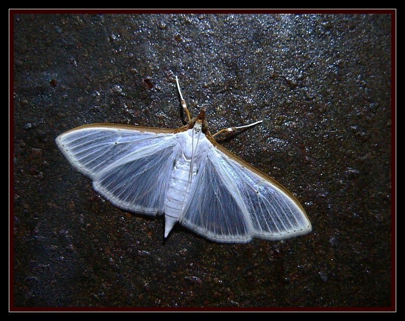 moth 407b.jpg