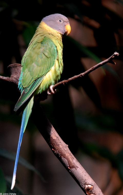Derbyan Parakeet (Psittacula derbiana).JPG