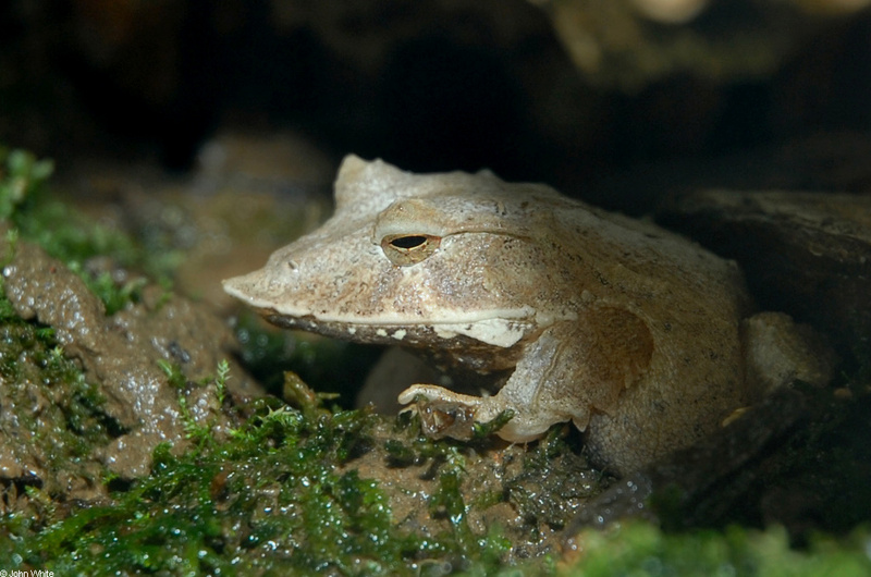 Solomon Island Leaf Frog (Ceratobatrachus guentheri).JPG