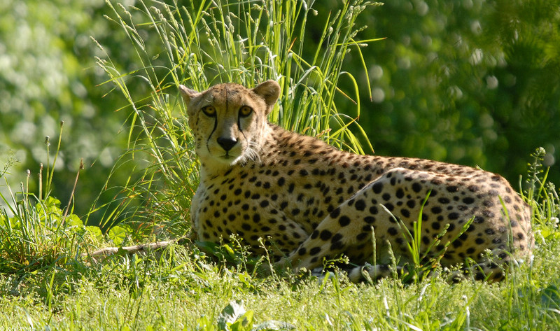cheetah.JPG