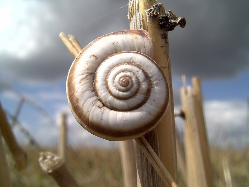 Snail on the Corn 1600.jpg