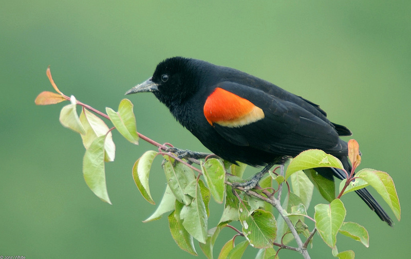 Red-winged Blackbird (Agelaius phoeniceus).JPG